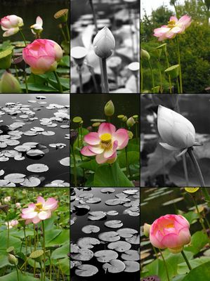 romantico-romantique