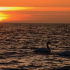 Romantik auf der Insel Hiddensee