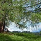 Romantik auf der Naggler-Alm