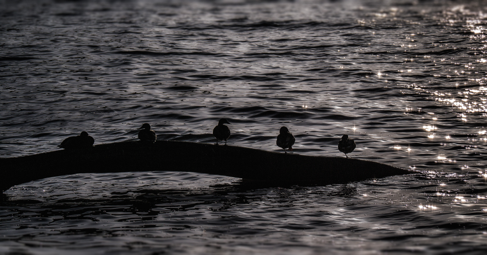 Romantik bei Enten