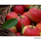 Romantik der Apfelernte