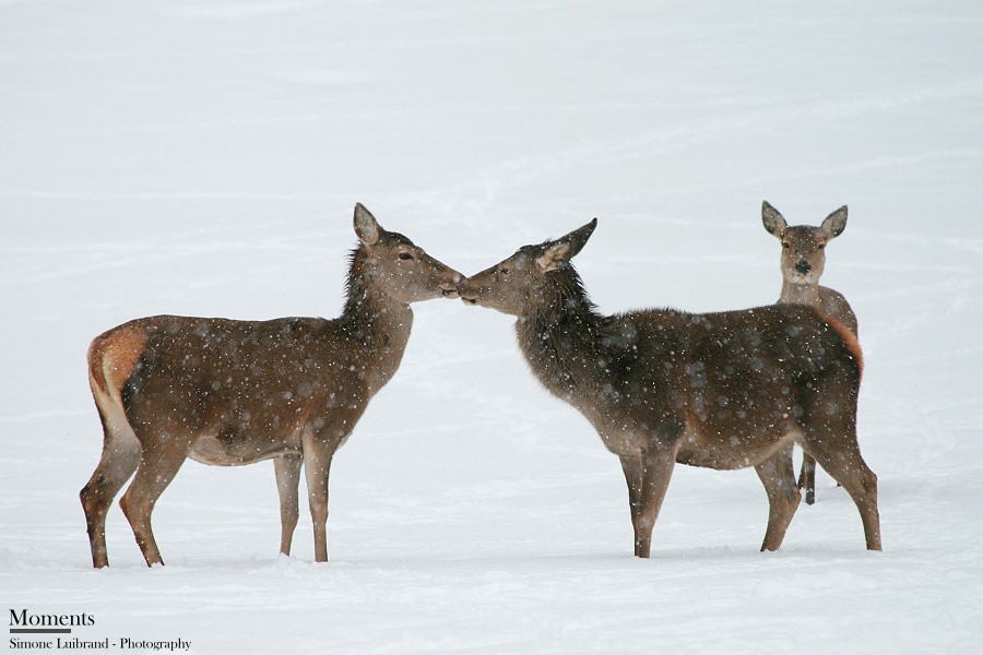 Romantik im Schnee