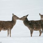 Romantik im Schnee