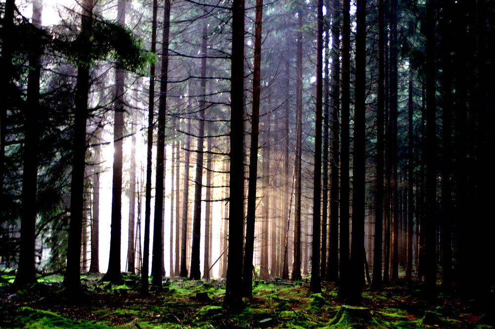 Romantik im Wald