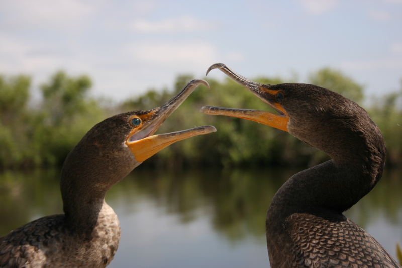 Romantik in den Everglades