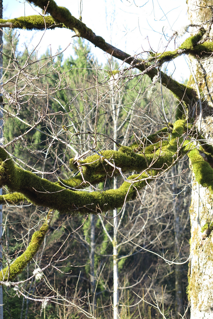 Romantik Tour (Schwarzwald) 25.03.2017