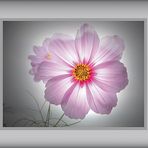 romantisch ( 10 ) - Cosmea