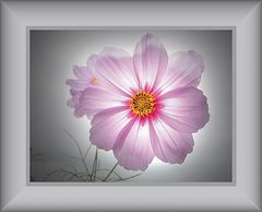 romantisch ( 10 ) - Cosmea