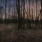 romantische Abendstimmung im Wald