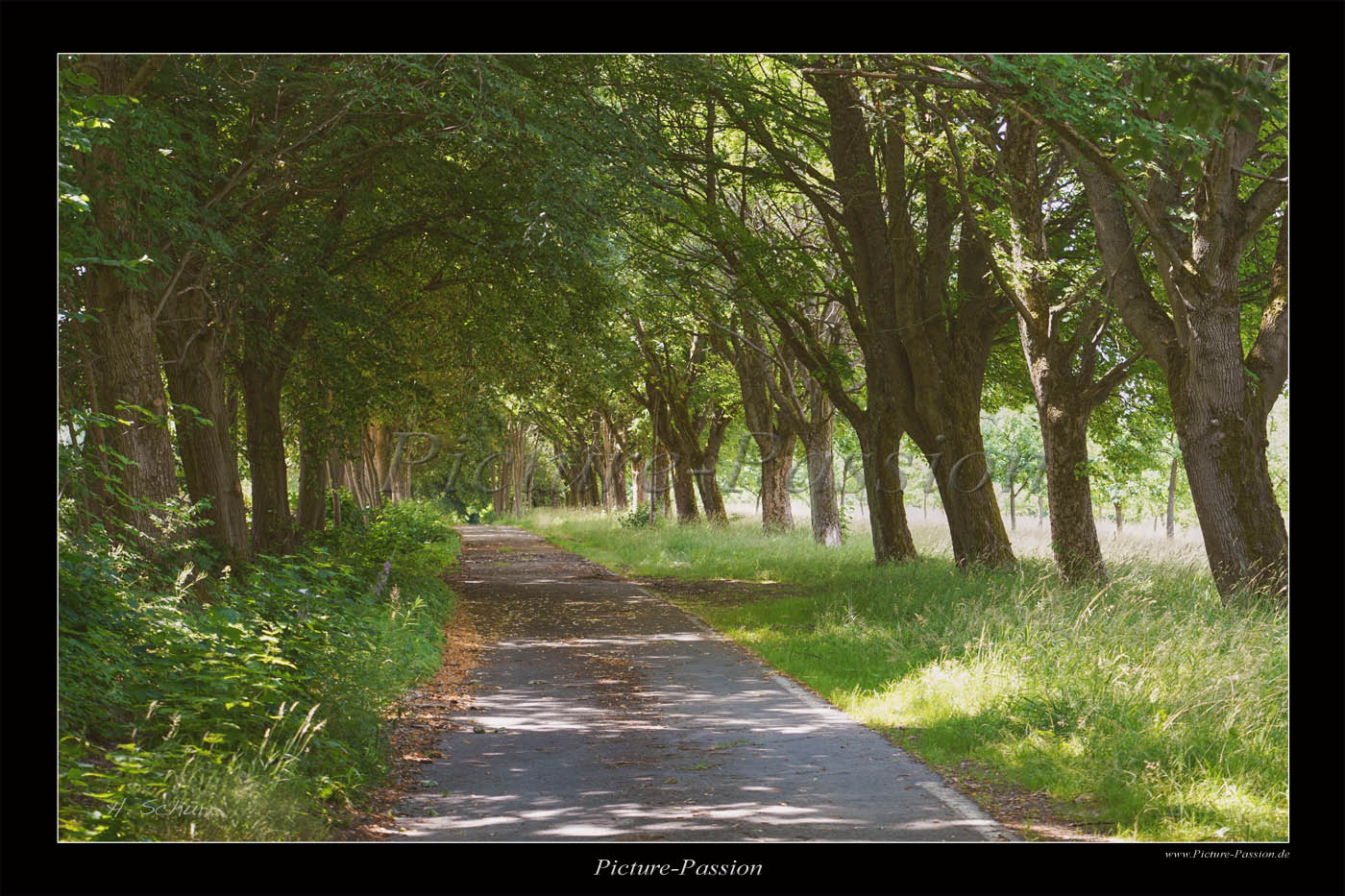 Romantische Allee