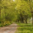 Romantische Allee im Frühling