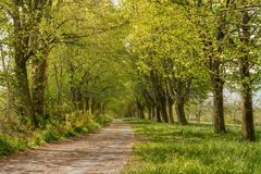 Romantische Allee im Frühling