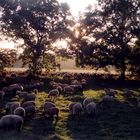 Romantische Auenlandschaft mit Schafsherde