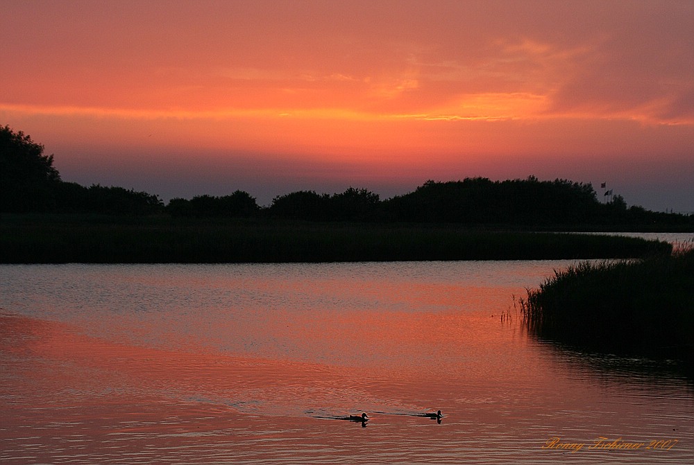 Romantische Enten