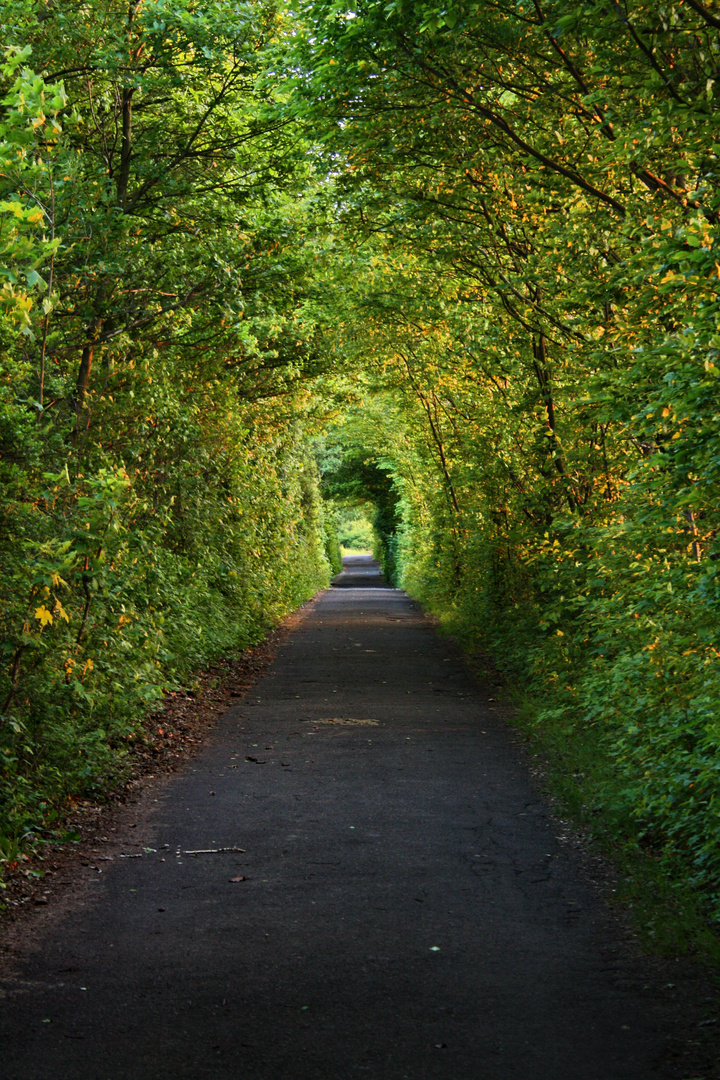 Romantische Gasse auf dem Rodderberg