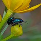 Romantische Käferliebe... - Amour romantique chez les scarabées...