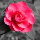 Romantische Rose