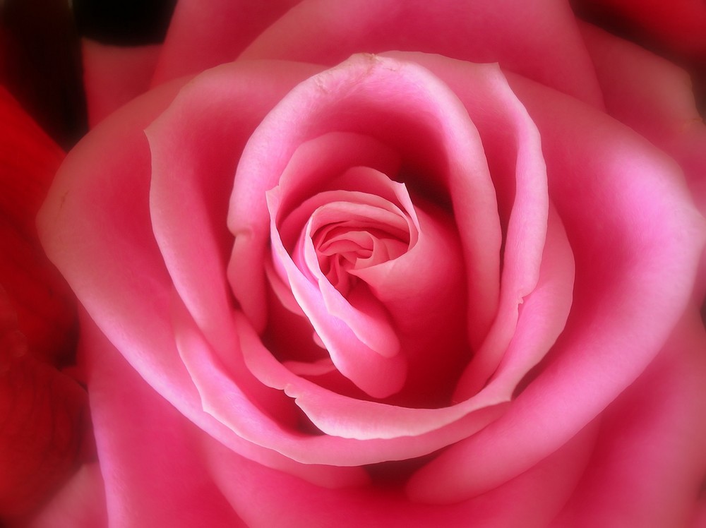 Romantische Rose!