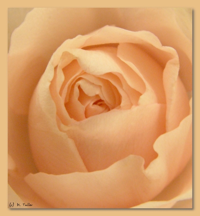Romantische Rose - Makro