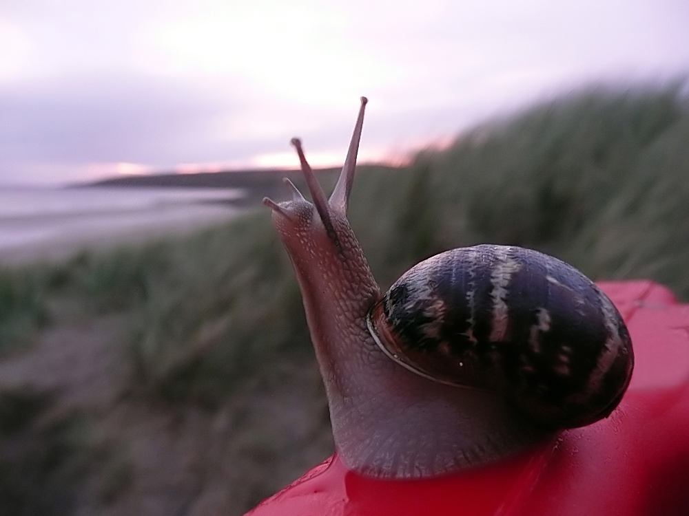 Romantische Schnecke...