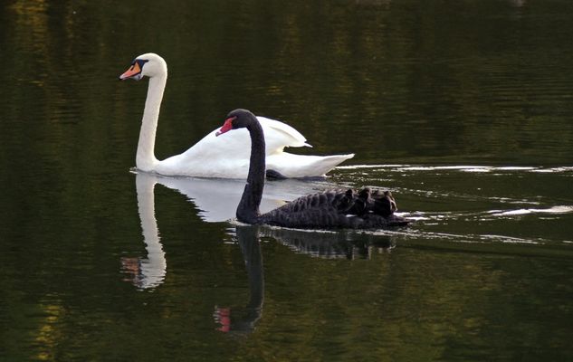 Romantische schwarz-weisse Schwanenliebe