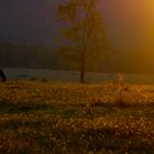 Romantische Stimmung im Spätsommer