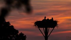 *** Romantischer Abend bei Familie Storch ***