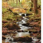 Romantischer Bachlauf im Vessertal (Thüringer Wald)