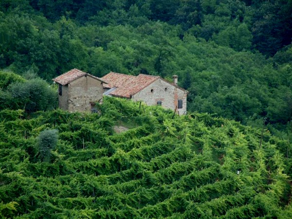 romantischer, einsamer Weinbau