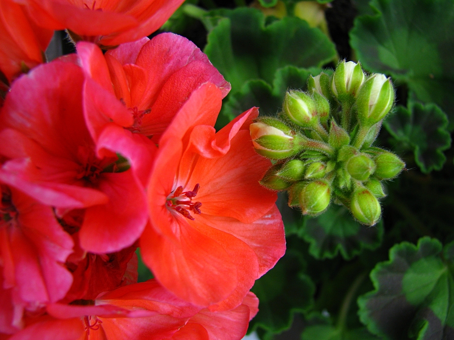 Romantischer floraler Augenblick