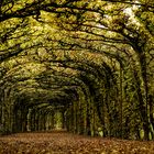 Romantischer Laubengang im Schlosspark