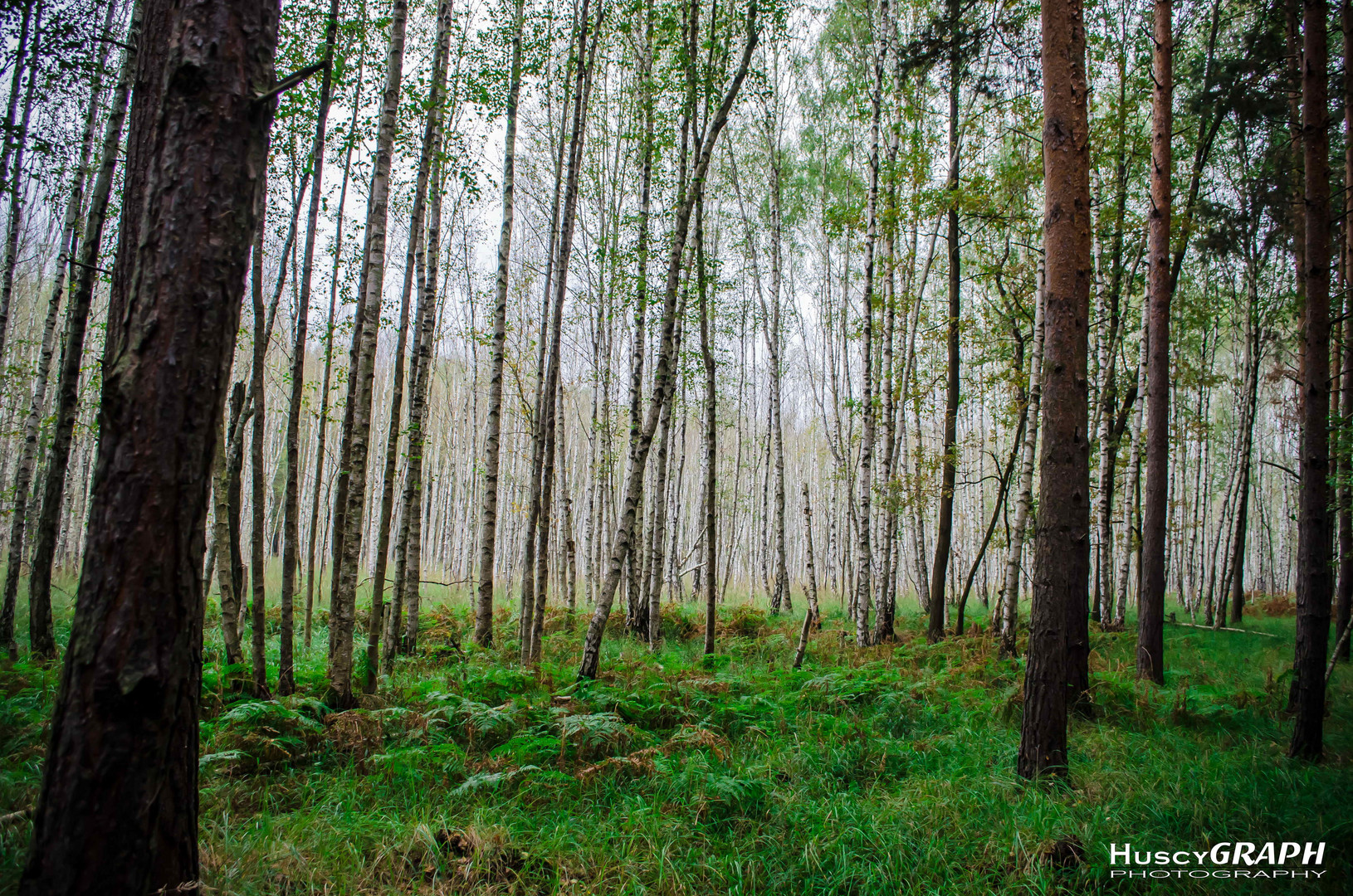 ...romantischer moor wald...