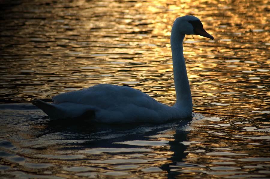 Romantischer Schwan