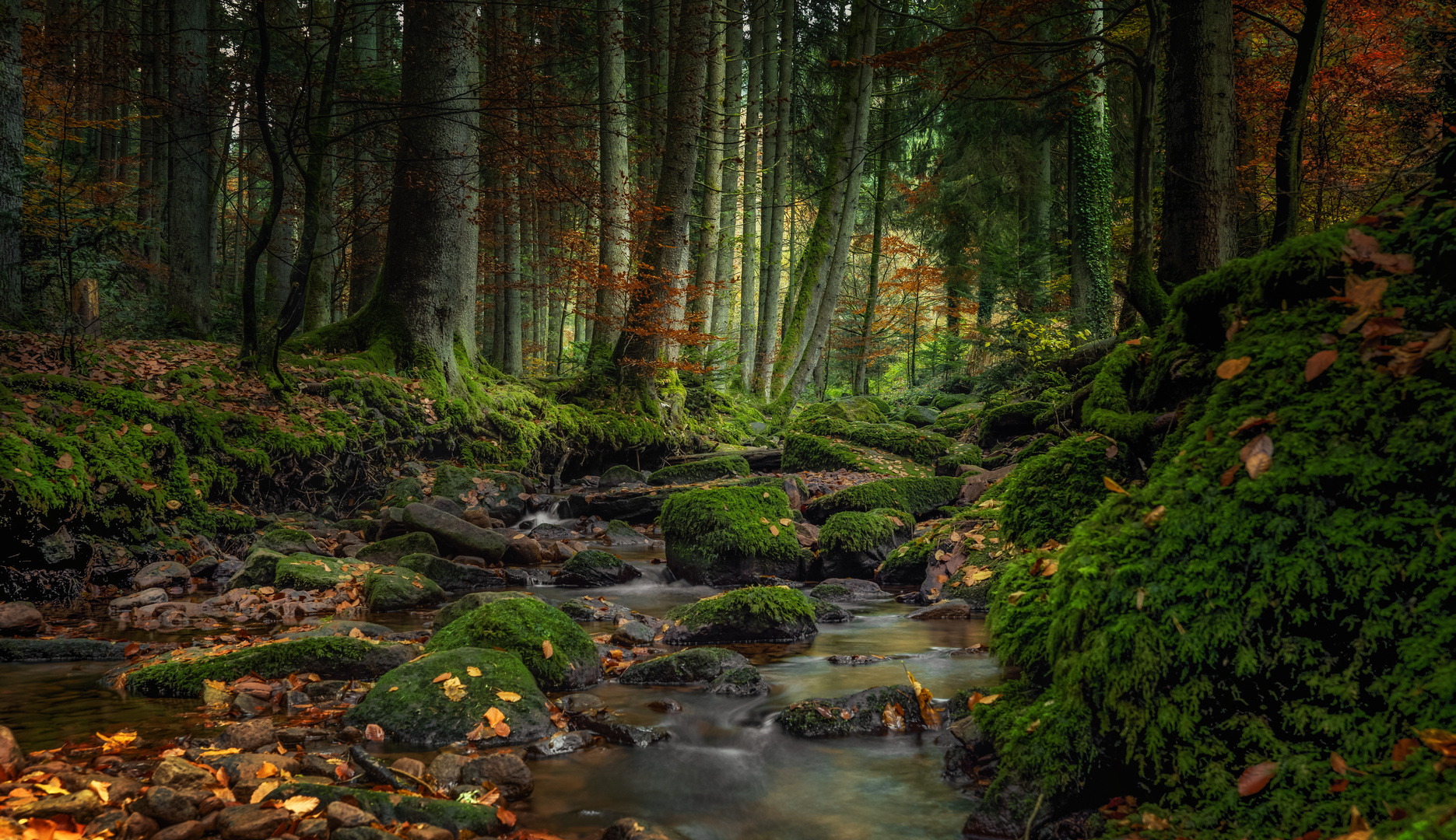 romantischer Schwarzwald 