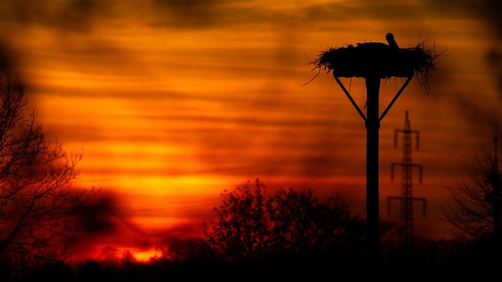 *** Romantischer Storch ***