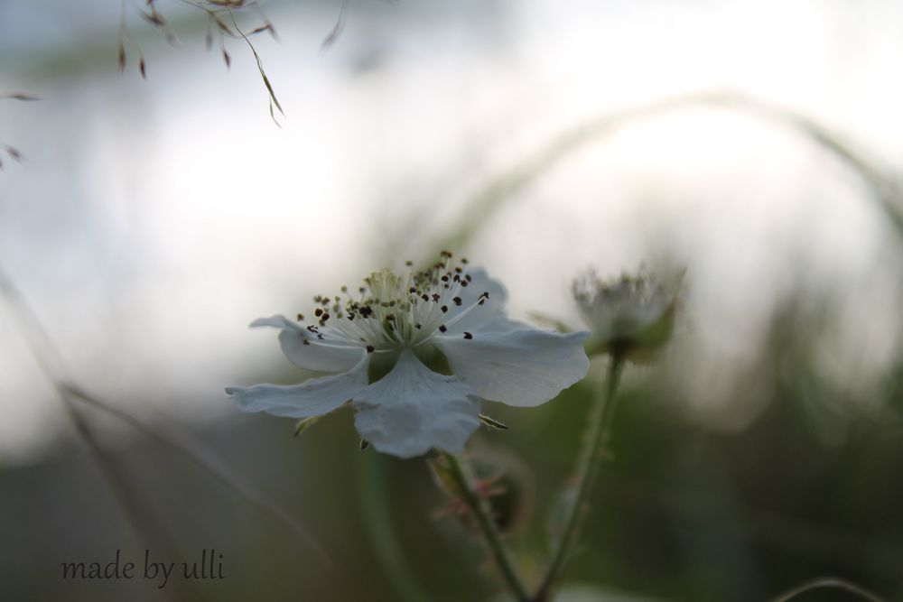 Romantischer Traum in weißer Blüte