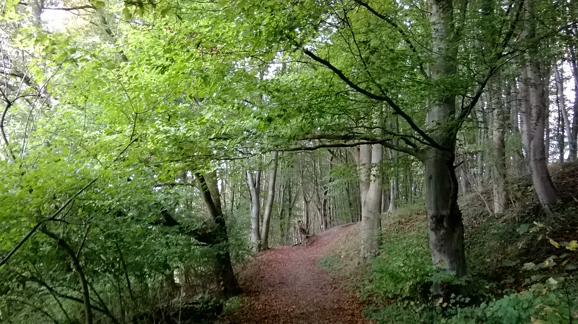 romantischer Waldweg