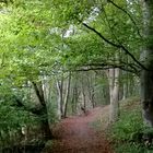 romantischer Waldweg