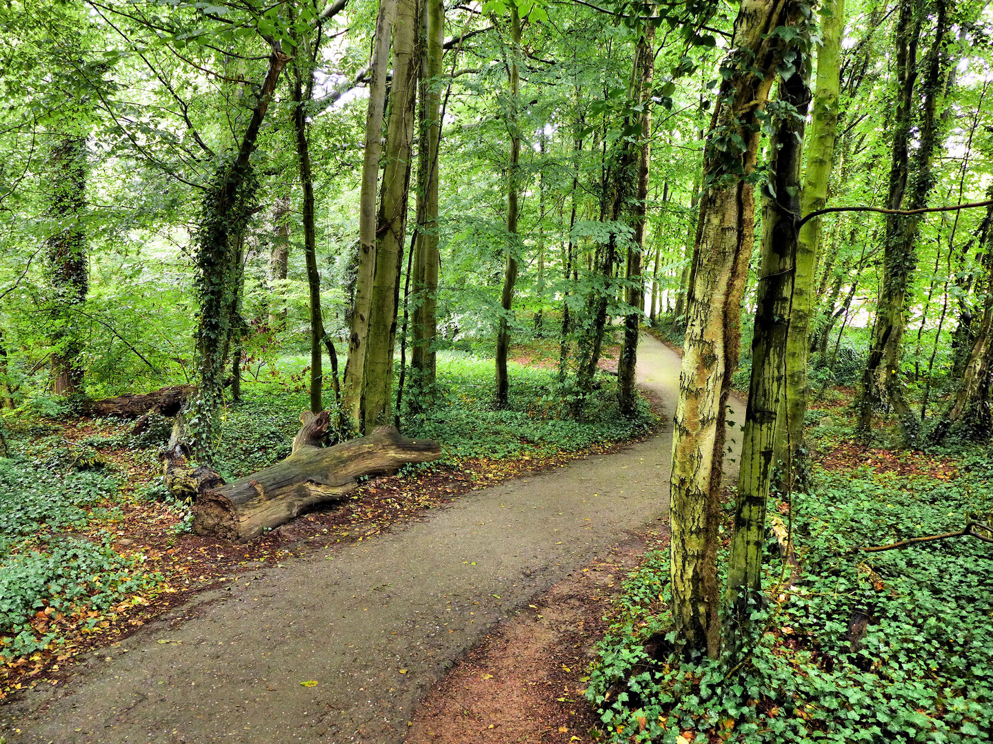 Romantischer Waldweg