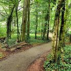 Romantischer Waldweg