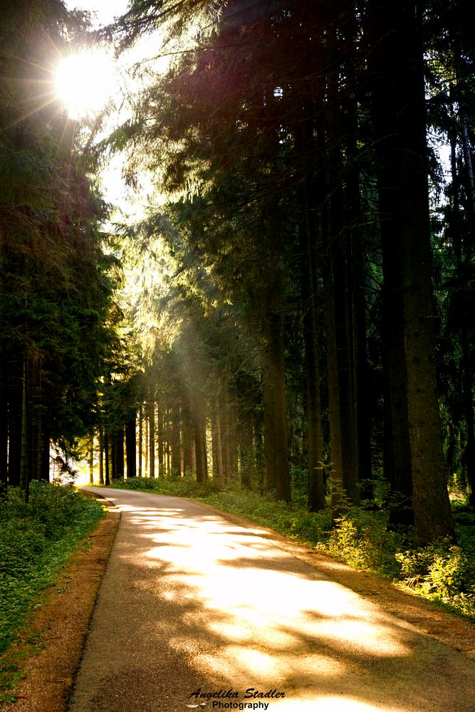 Romantischer Waldweg 