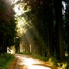 Romantischer Waldweg 