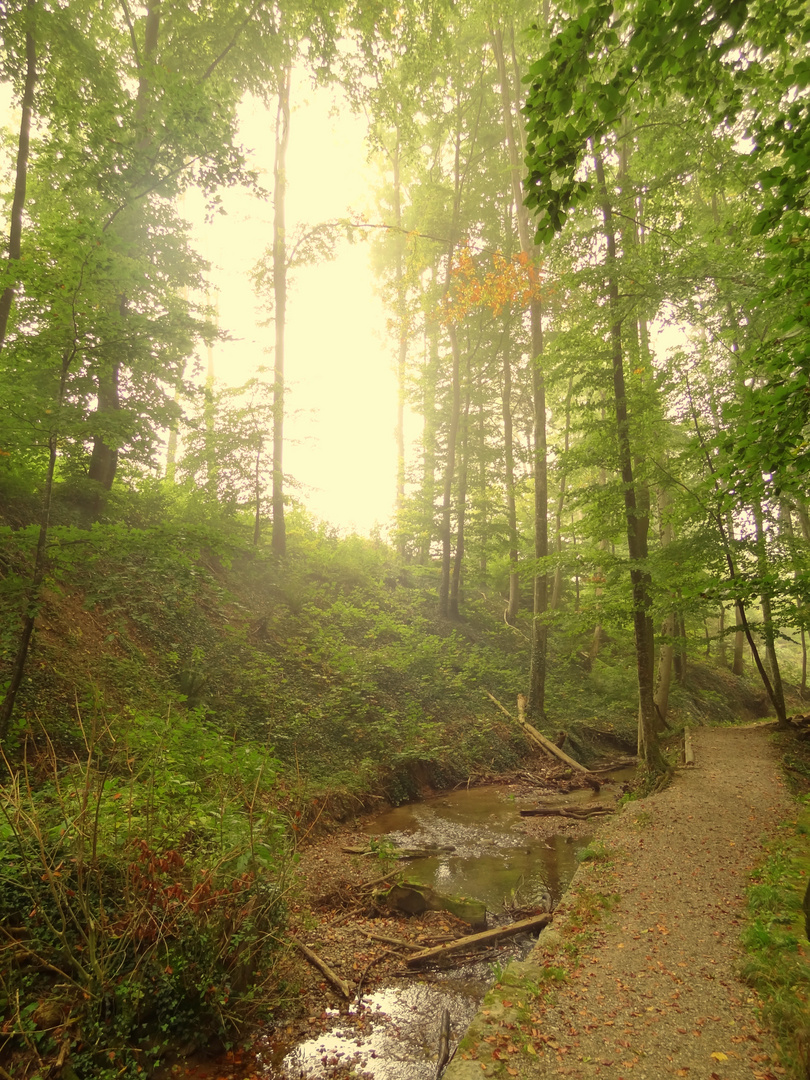 Romantischer Waldweg