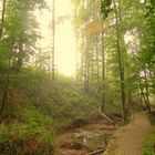 Romantischer Waldweg