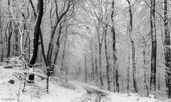 Romantischer Winterwald