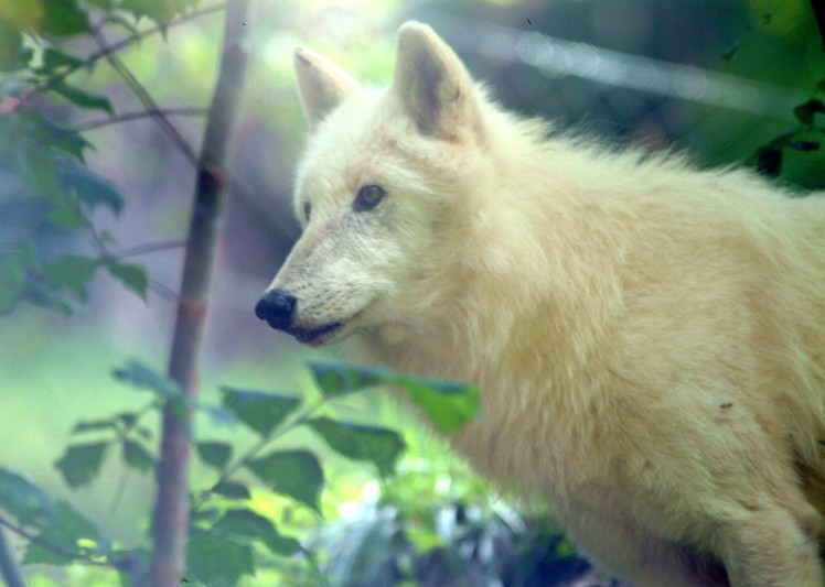 Romantischer Wolf im Schafspelz