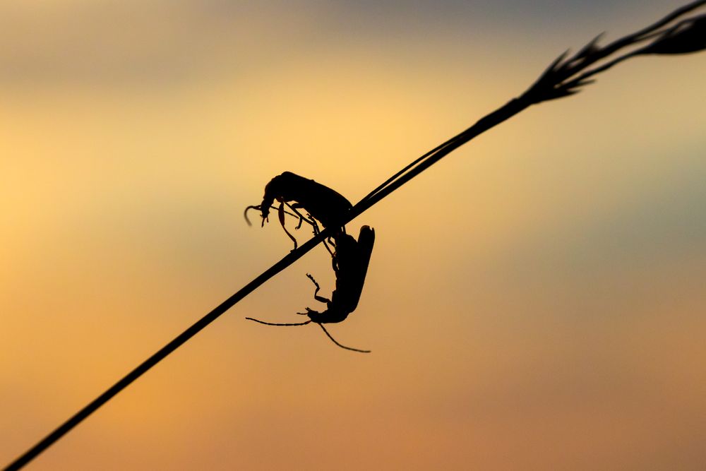 Romantisches Treffen bei Sonnenuntergang