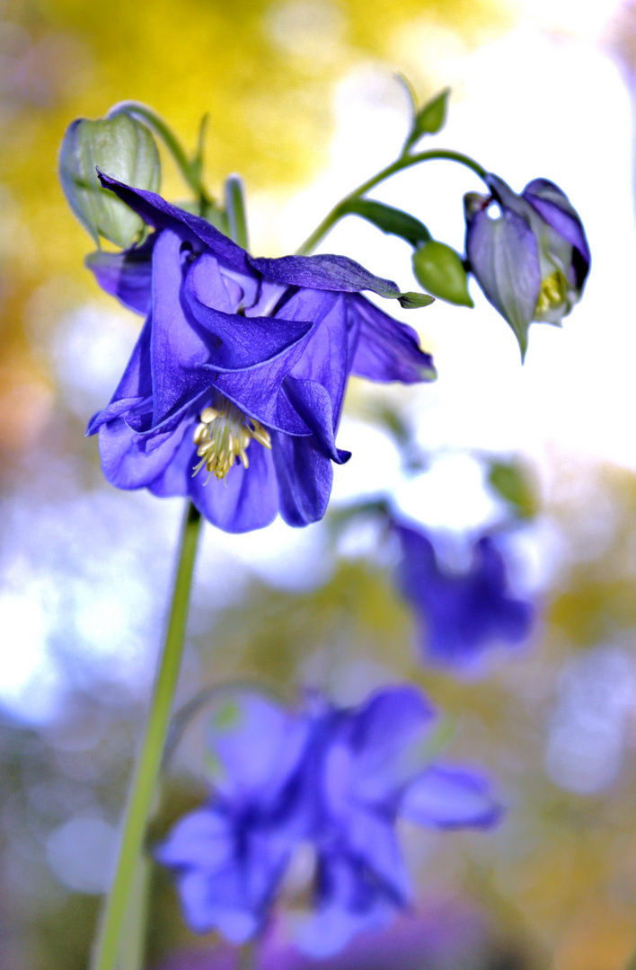 Romantisch..in Blau