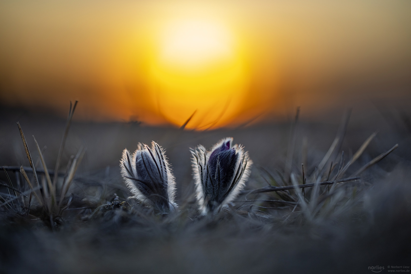 Romantsche Abendstimmung mit Küchenschellen