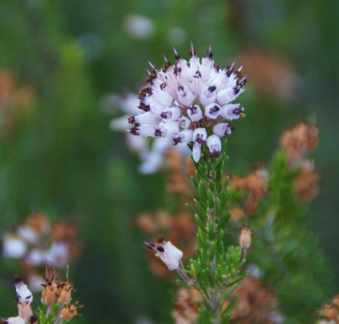 Romarin en Fleur